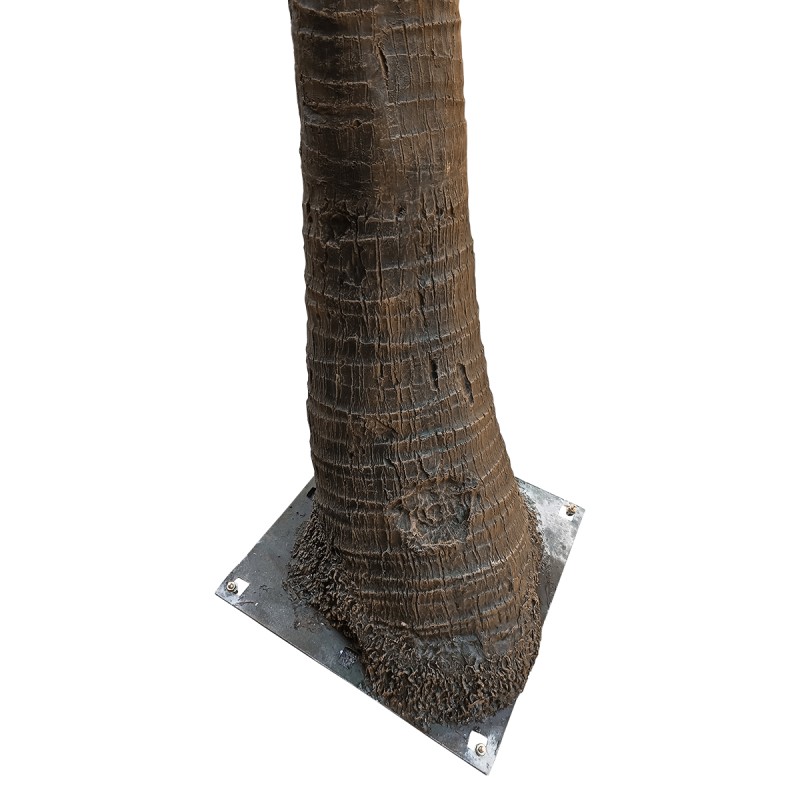 GloboStar® Artificial Garden COCONUT PALM TREE 20595 Τεχνητό Διακοσμητικό Φοινικόδεντρο Κοκοφοίνικας Υ600cm
