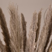 GloboStar® PAMPASGRASS 36511 Αποξηραμένο Φυτό Γρασίδι της Πάμπας - Μπουκέτο Διακοσμητικών Κλαδιών Καφέ - Γκρι Υ80cm - Σετ 10 τμχ