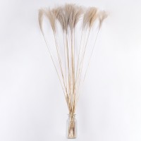 GloboStar® MISCANTHUS 36539 Αποξηραμένο Φυτό Μίσχανθος - Μπουκέτο Διακοσμητικών Κλαδιών Μπεζ Υ140cm - Σετ 10 τμχ