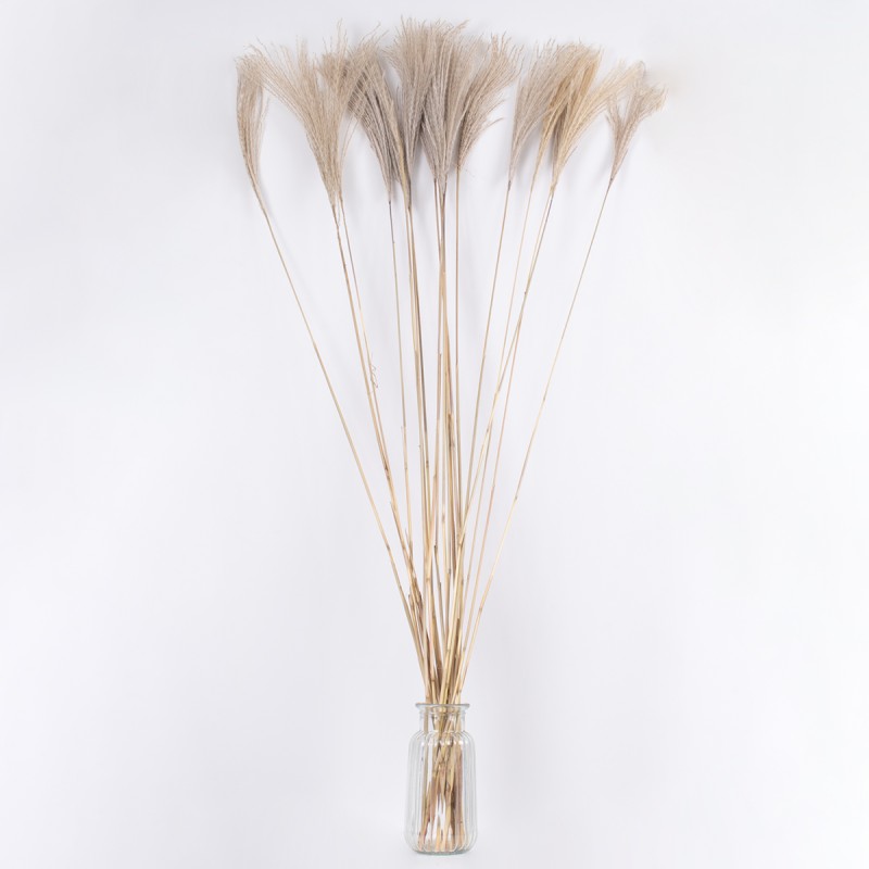 GloboStar® MISCANTHUS 36539 Αποξηραμένο Φυτό Μίσχανθος - Μπουκέτο Διακοσμητικών Κλαδιών Μπεζ Υ140cm - Σετ 10 τμχ