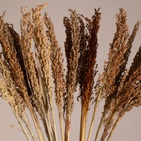 GloboStar® BROOMCORN 36554 Αποξηραμένο Φυτό Γλυκό Σόργο - Μπουκέτο Διακοσμητικών Κλαδιών Καφέ Υ80cm - Σετ 20 τμχ