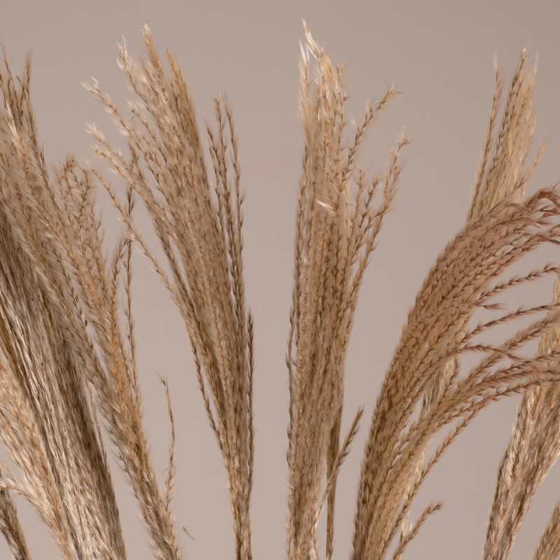 GloboStar® MISCANTHUS 36539 Αποξηραμένο Φυτό Μίσχανθος - Μπουκέτο Διακοσμητικών Κλαδιών Μπεζ Υ140cm - Σετ 10 τμχ