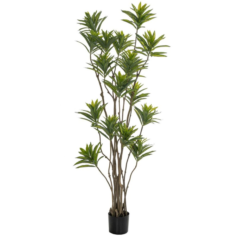 ΦΥΤΟ BAMBOO 180ΕΚ.ΣΕ ΜΑΥΡΗ ΠΛΑΣΤΙΚΗ ΓΛΑΣΤΡΑ (ΔΙΑΜΕΤΡΟΣ 65ΕΚ.) ΠΕΡΙΠΟΥ