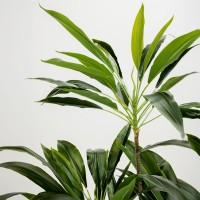 VELVET TREE ΔΕΝΤΡΟ ΤΕΧΝΗΤΟ ΣΕ ΓΛΑΣΤΡΑ 140cm PVC ΠΡΑΣΙΝΟ ΜΑΥΡΟ ΤΣΙΜΕΝΤΟ