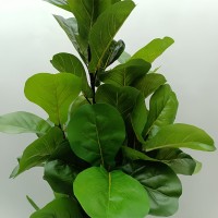 FICUS PANDURATA ΔΕΝΤΡΟ ΤΕΧΝΗΤΟ ΣΕ ΓΛΑΣΤΡΑ 180cm ΥΦΑΣΜΑ ΠΡΑΣΙΝΟ PVC