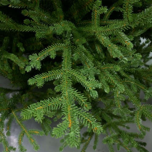 NOEL VERDE ΧΡΙΣΤΟΥΓΕΝΝΙΑΤΙΚΟ ΔΕΝΤΡΟ 150x150x210cm PE/PVC ΠΡΑΣΙΝΟ