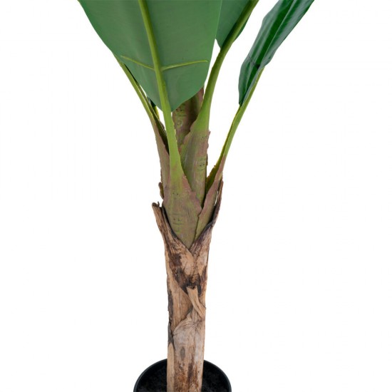 Palm Διακοσμητικό Φυτό Μπανανιάς 105x80x163cm